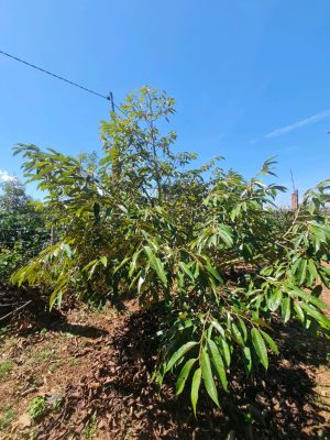 Cây sầu riêng số 01