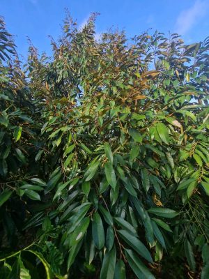 Cây sầu riêng số 02