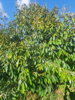 Cây sầu riêng số 03