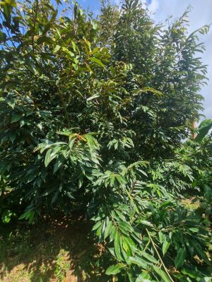 Cây sầu riêng số 04