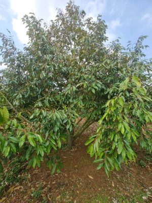 Cây sầu riêng số 10