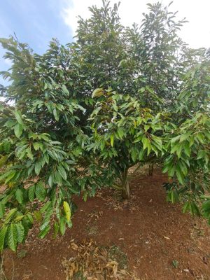 Cây sầu riêng số 11