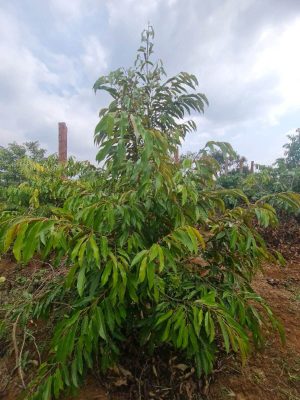 Cây sầu riêng số 13