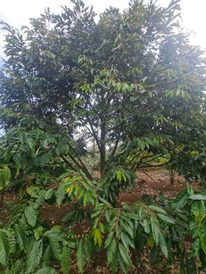 Cây sầu riêng số 05