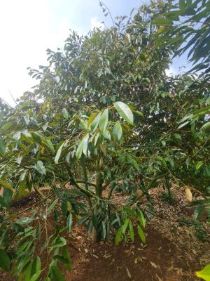 Cây sầu riêng số 06