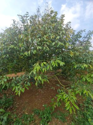 Cây sầu riêng số 07