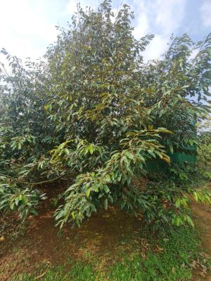 Cây sầu riêng số 08