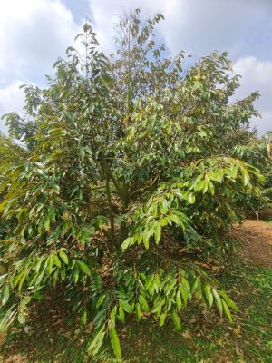 Cây sầu riêng số 09