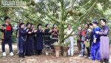 Giá thu mua Sầu Riêng Daklak mới nhất