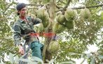 Giá thu mua Sầu Riêng Bình Phước mới nhất