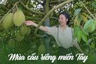 Giá thu mua Sầu Riêng Miền Tây